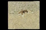 Bargain, Fossil March Fly (Plecia) - Green River Formation #135884-1